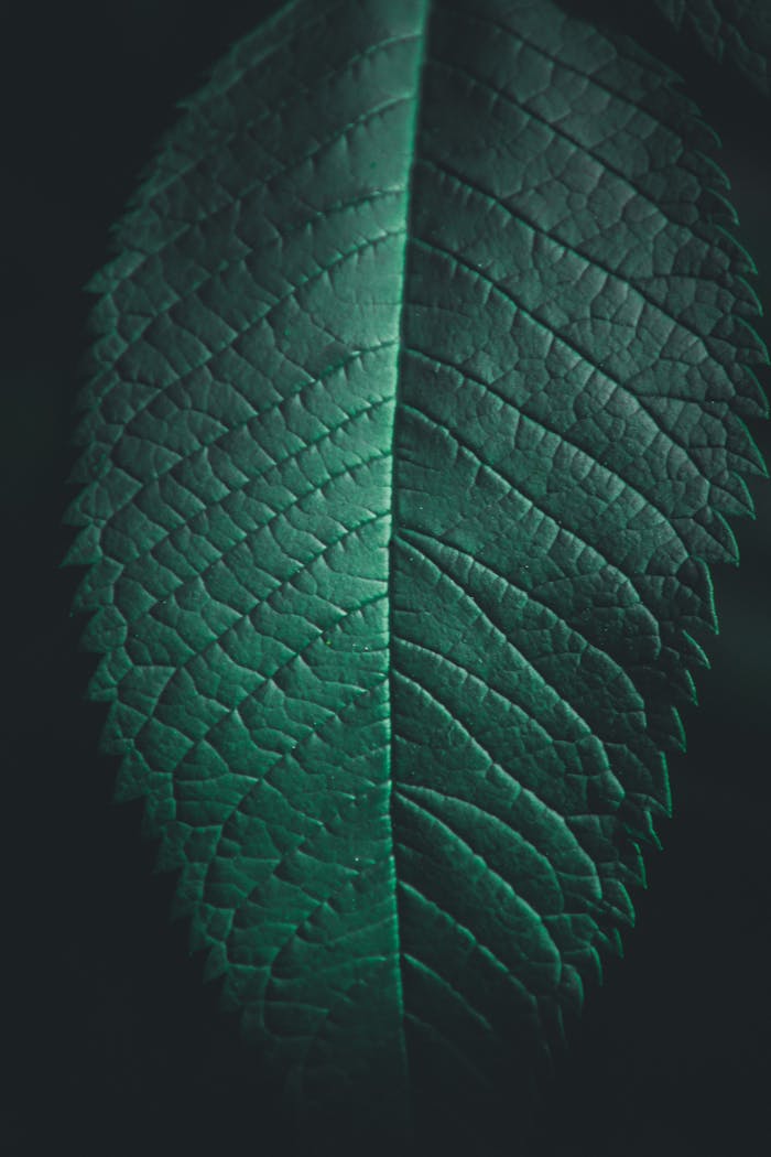 Detailed close-up of a vibrant green leaf showcasing its intricate texture and patterns.